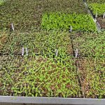 Planting Lettuce Seeds